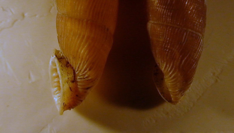 Bulgarica (Denticularia) denticulata (OLIVIER, 1801)